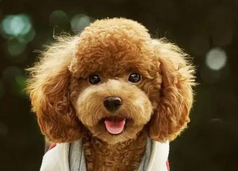 泰迪哼哼唧唧表示什么心情