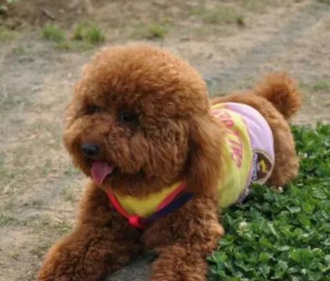 泰迪哼哼唧唧表示什么心情