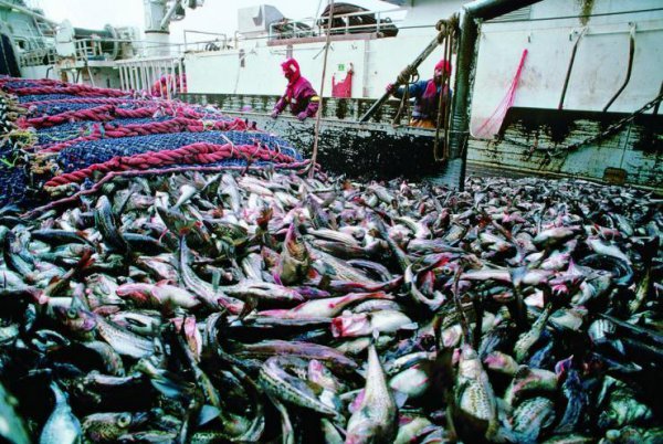 纽芬兰渔场形成的原因