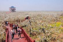 山东省聊城市有几个区几个县