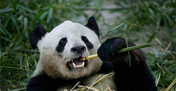 大熊猫是什么时候出现的