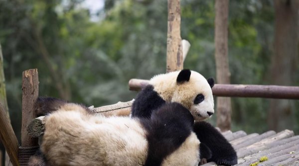 大熊猫是什么时候出现的