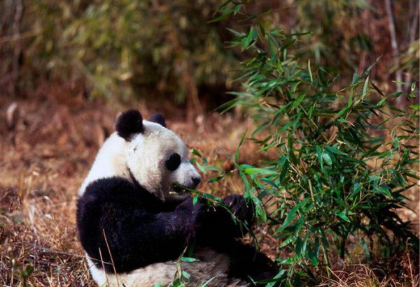 大熊猫是什么时候出现的