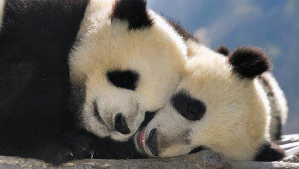 大熊猫是什么时候出现的