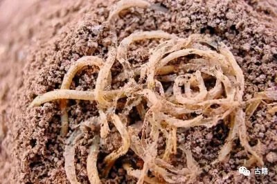 面条是谁发明的 最早的面条起源于哪个年代哪个国家