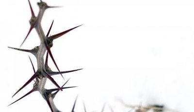 树葬是什么意思 古代人死后树葬方式是怎么回事