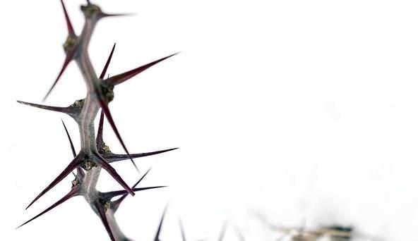 树葬是什么意思