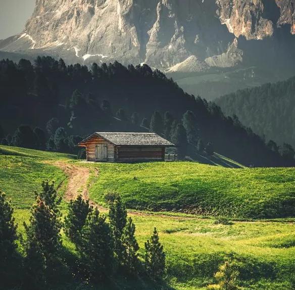 树葬是什么意思