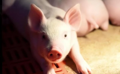 不吃猪肉是信仰什么教 不吃猪肉是哪个宗教的规定