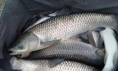 草鱼是海鱼还是淡水鱼 草鱼的生活习性和觅食习性