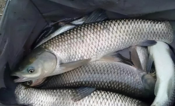 草鱼是海鱼还是淡水鱼