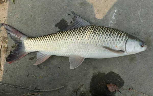 草鱼是海鱼还是淡水鱼