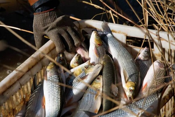 草鱼是海鱼还是淡水鱼