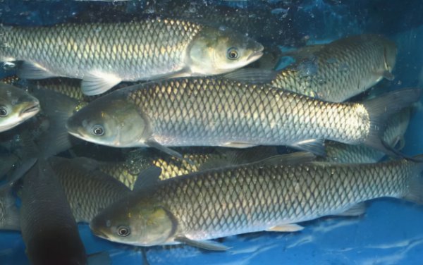 草鱼是海鱼还是淡水鱼