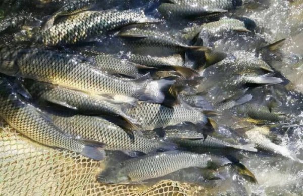 草鱼是海鱼还是淡水鱼