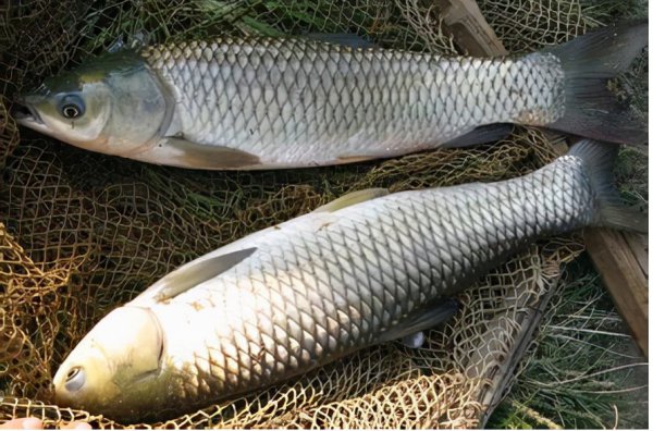 草鱼是海鱼还是淡水鱼