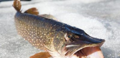 狗鱼是什么鱼长什么样 狗鱼的生活习性和觅食习性介绍