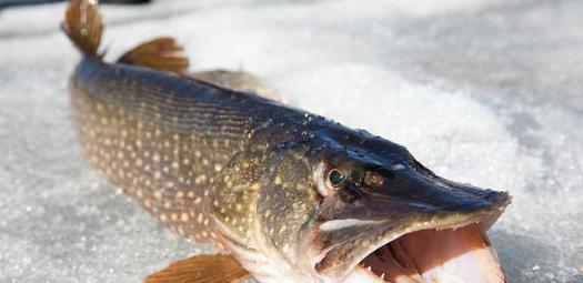 狗鱼是什么鱼长什么样