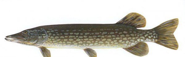 狗鱼是什么鱼长什么样