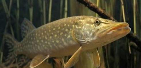 狗鱼是什么鱼长什么样