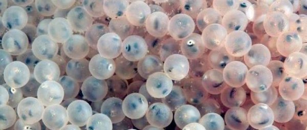 狗鱼是什么鱼长什么样