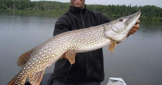 狗鱼是什么鱼长什么样