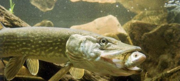 狗鱼是什么鱼长什么样