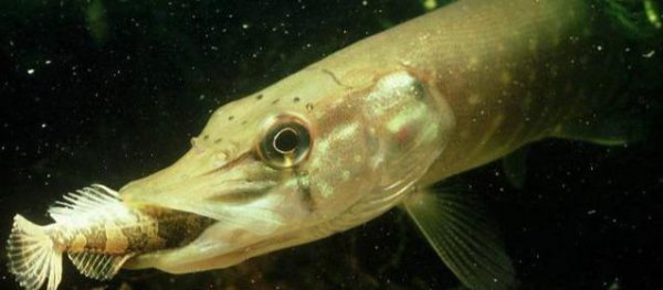 狗鱼是什么鱼长什么样