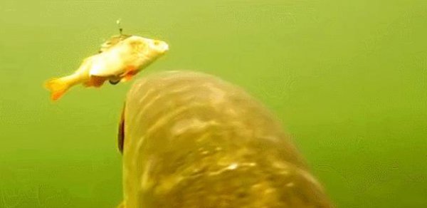 狗鱼是什么鱼长什么样