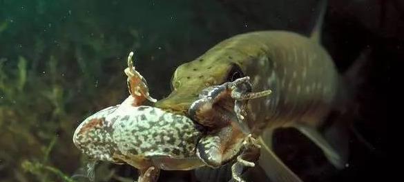 狗鱼是什么鱼长什么样