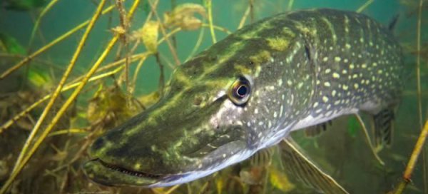 狗鱼是什么鱼长什么样