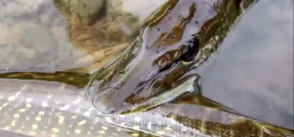 狗鱼是什么鱼长什么样