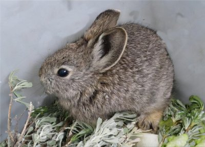 世界上最小的动物排名 全球体型最小的动物排行前十