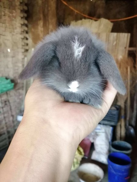 世界上最小的动物排名