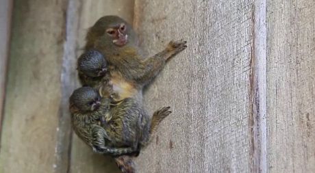 世界上最小的动物排名