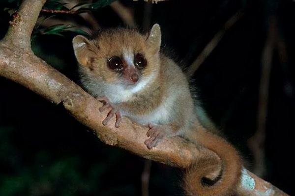 世界上最小的动物排名