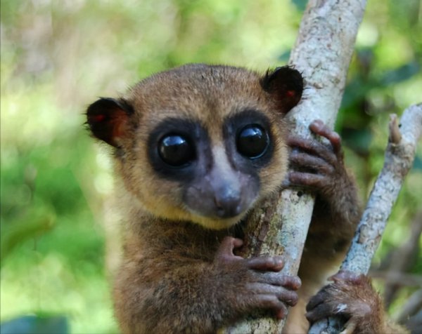 世界上最小的动物排名