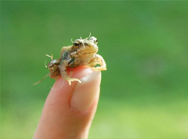 世界上最小的动物排名