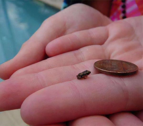 世界上最小的动物排名