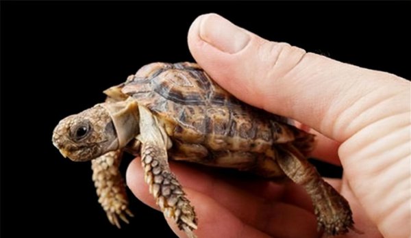 世界上最小的动物排名