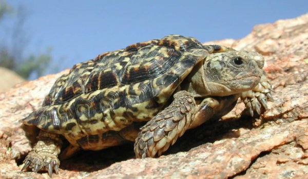 世界上最小的动物排名