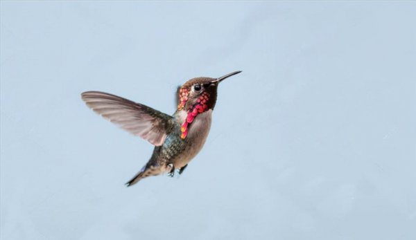 世界上最小的动物排名