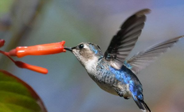 世界上最小的动物排名