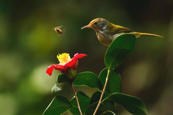 世界上最小的动物排名