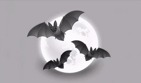 世界上最小的动物排名