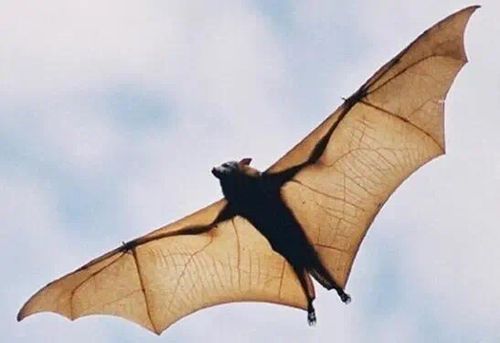 世界上最小的动物排名