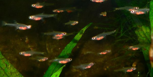 世界上最小的动物排名