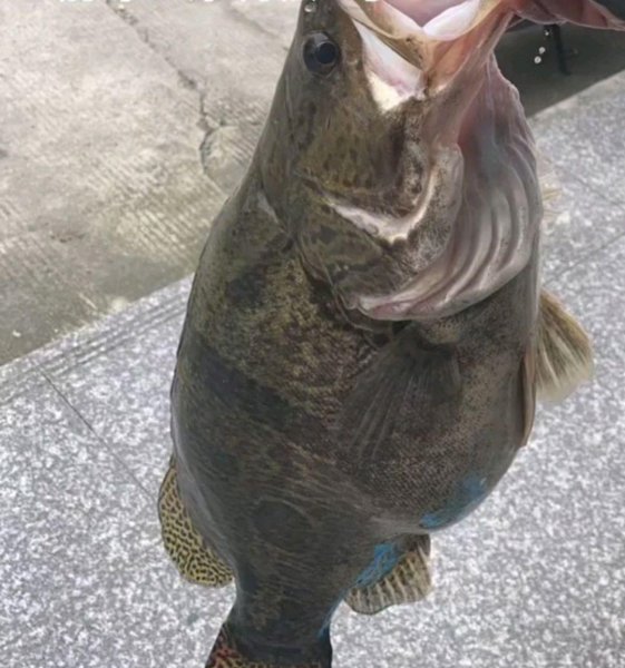 钓鳜鱼用什么调性的路亚竿