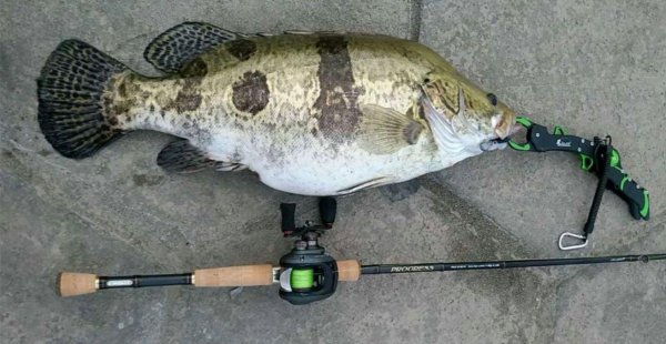 钓鳜鱼用什么调性的路亚竿