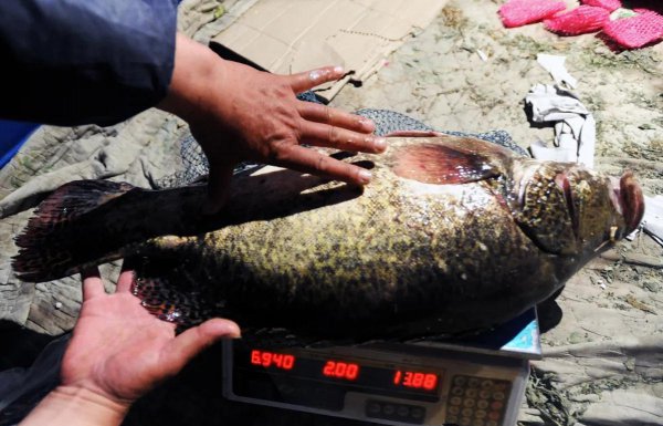 钓鳜鱼用什么调性的路亚竿